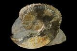 Two Species Of Hoploscaphites Ammonites Back To Back - South Dakota #155434-1
